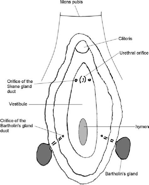 glande skene|Skene Glands: Location, Function, and Related Conditions